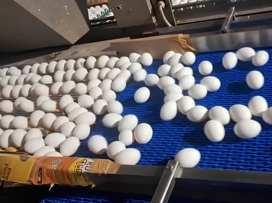Egg processing with Siegling Prolink